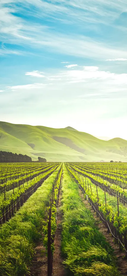 Neat agricultural rows with green mountains in the background. 