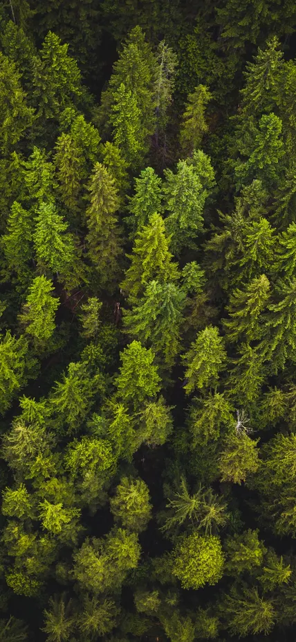 Overhead view of treetops