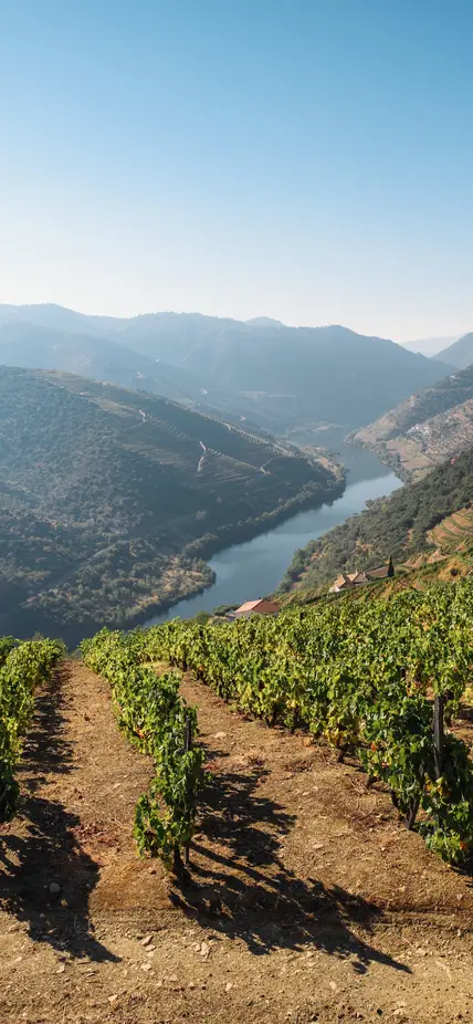 Wine grapes in Portugal