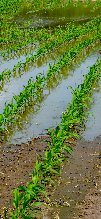 A flooded corn field