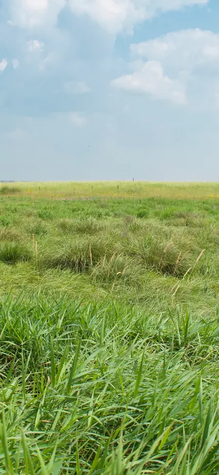 Grassland under clear skies