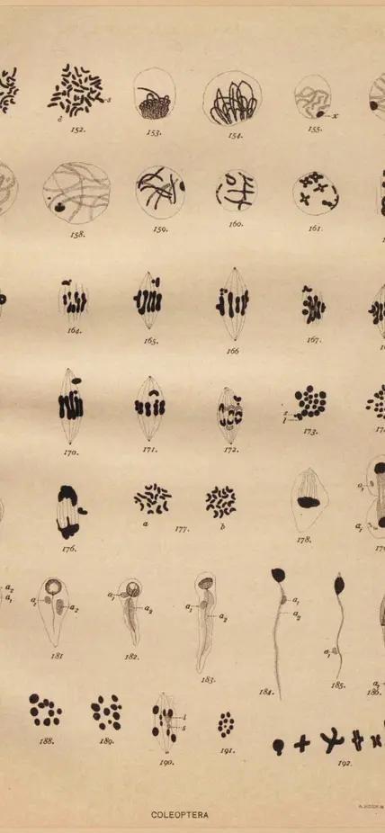Plate XII from Nettie Stevens' Studies in Spermatogenesis