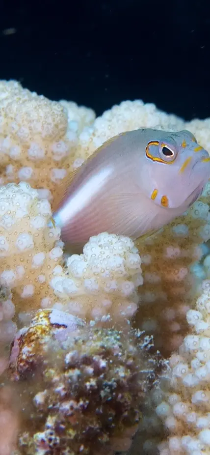 Underwater photograph of coral and the life the it supports near Lizard Island