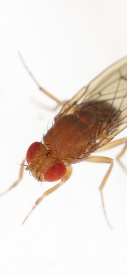 Fruit Fly on white background