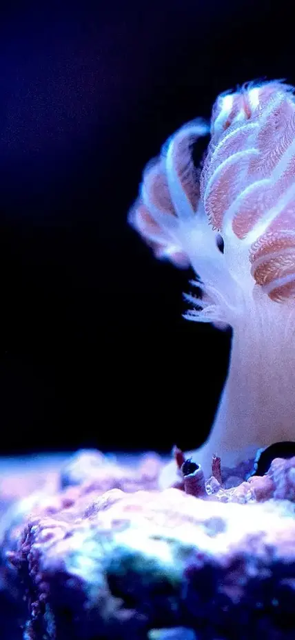 Dark background with an illuminated coral