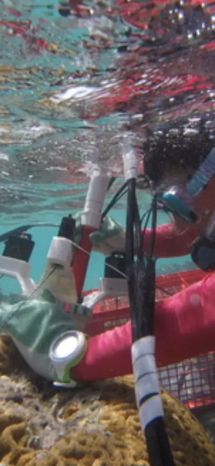 A diver in pink examines a brain coral underwater.