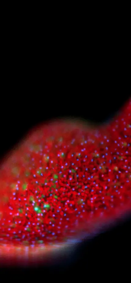 This acoel is a marine worm with symbiotic algae that is capable of regeneration. Fluorescence imaging shows the algal cells in red, and the acoel cells in blue and green. Courtesy Dania Nanes Sarfati