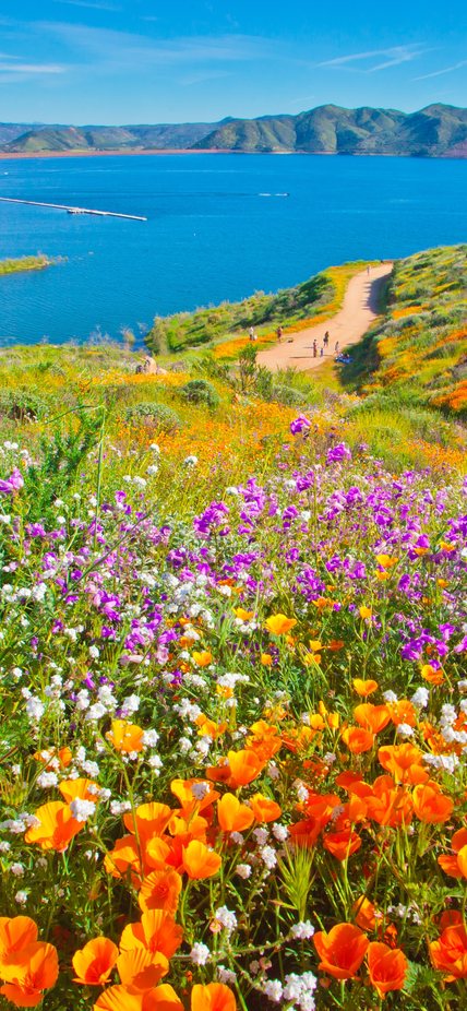 Wildflowers in California