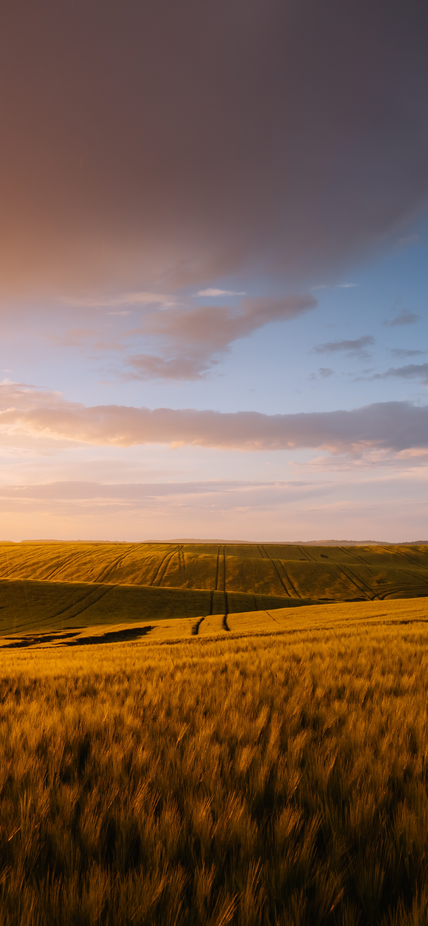 Ukrainian wheat fields  