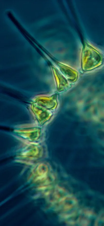 Green phytoplankton coils in blue water, magnified by a microscope - Elena Lichtman