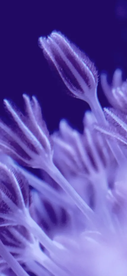 Coral _Purple Banner_ 2023 Yearbook