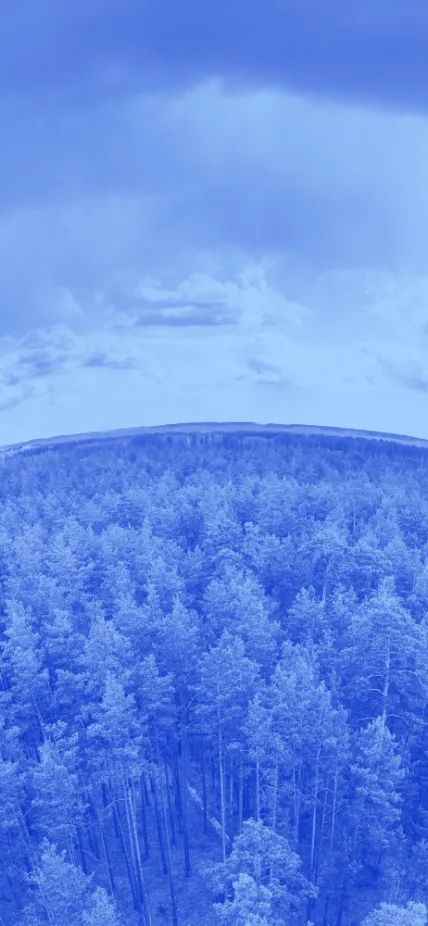 Trees and sky in blue