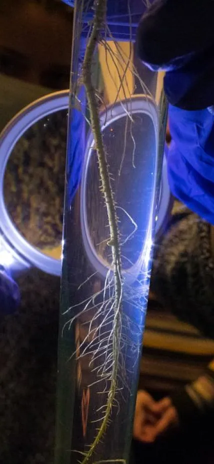 Hunting for root nodules, rotation student Audrey Heffner compares a mutant strain of rhizobia that lack hopanoids against a wild-type, or “normal” strain. Heffner, a Johns Hopkins University graduate student working in the Belin Lab, is searching for how hopanoids affect the nodule formation in jointvetch—and how this relates to the symbiotic process as a whole.