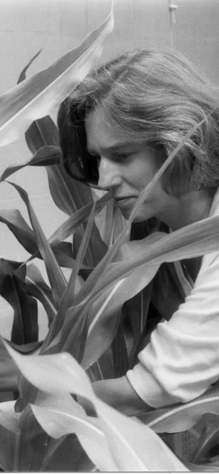 Nina Fedoroff working with maize