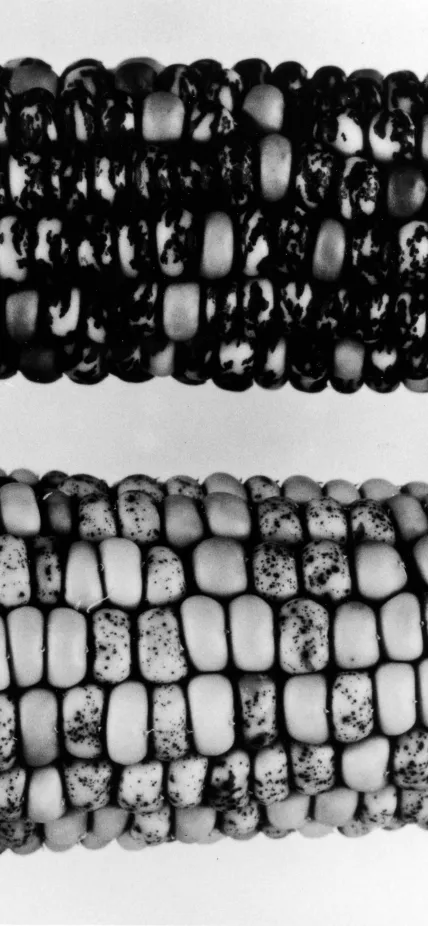 Two ears of corn studied by Barbara McClintock