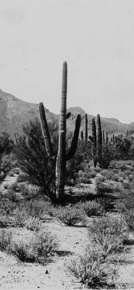 Scrubby desert landscape with cactus in the Sonoran Desert, 16 miles northwest of the Desert Laboratory