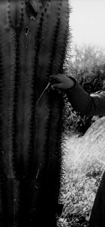 Effie Spalding measuring a cactus