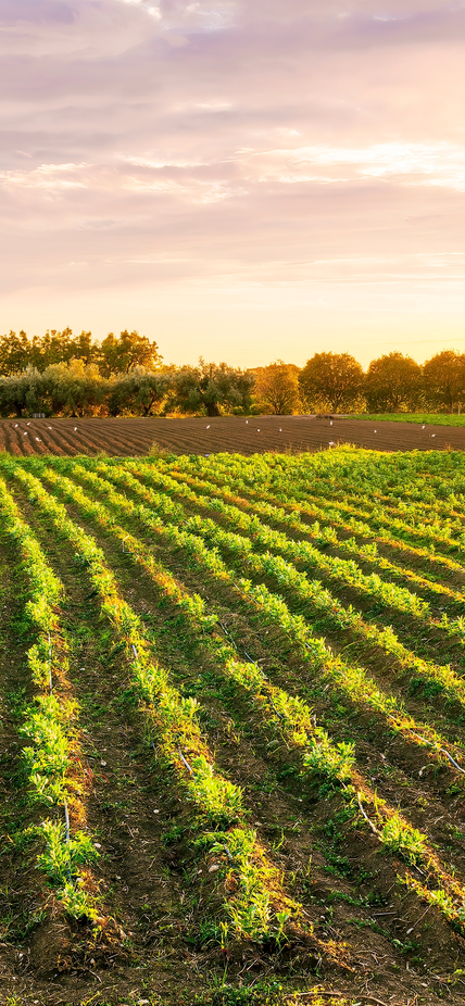 Sun rises over a farm with neat rows of crops