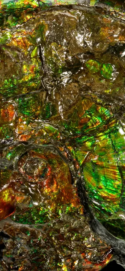 Iridescent opalized ammonite. Credit Dr. Robert Lavinsky