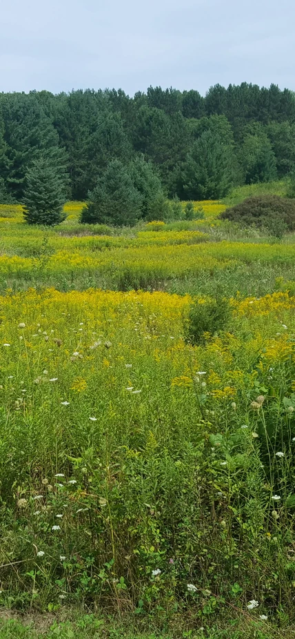 Grassland with forest on the horizon