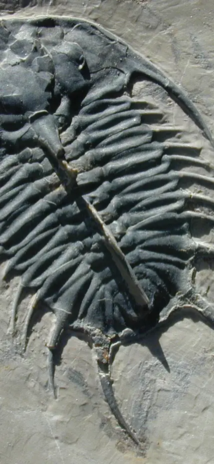 This 500-million-year-old trilobite from Utah has an organic-rich carapace that preserves a record of the original biomolecules. Credit: Robert Hazen.