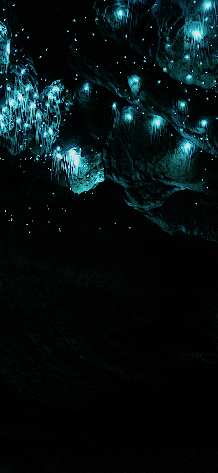 Glow worms in the Okupata