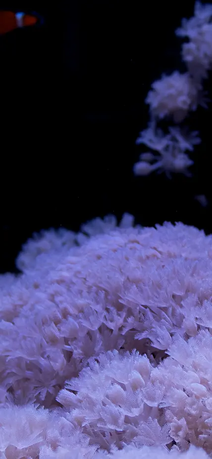 Pulsing xenia with clownfish