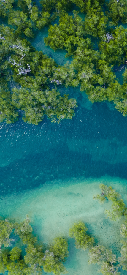 Aerial view of seascape with mangroves. Shutterstock