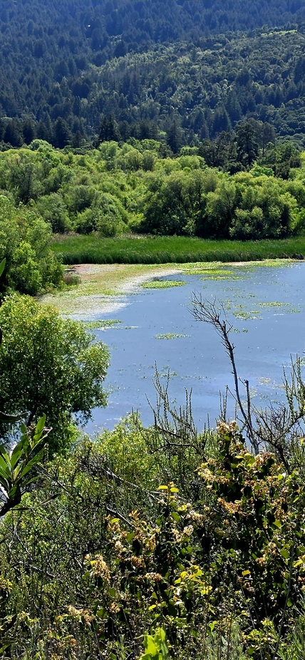 The reservoir at Jasper Ridge Biological Preserve sparkles in the sunlight