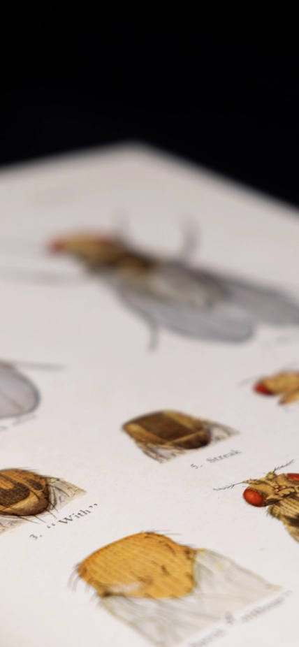 Drosophila plate