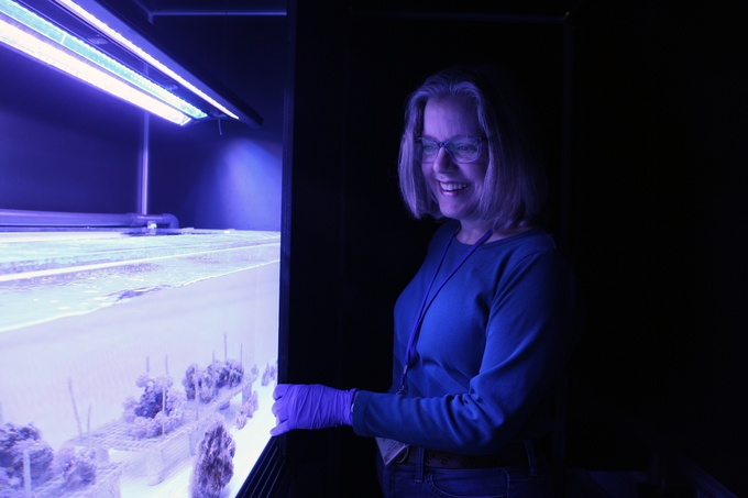 Lab Technician Lynne Hugendubler in coral facility