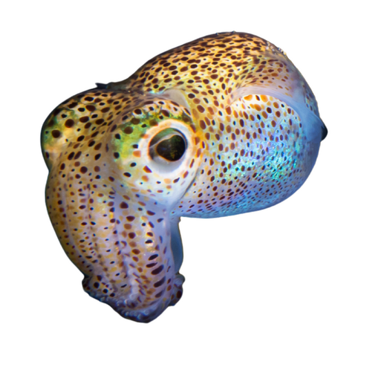 Bobtail Squid