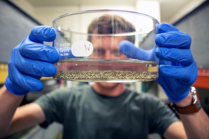 Postdoc Ross Pedersen displays African clawed frog eggs