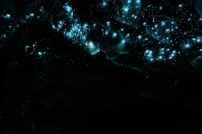 Glow worms in the Okupata