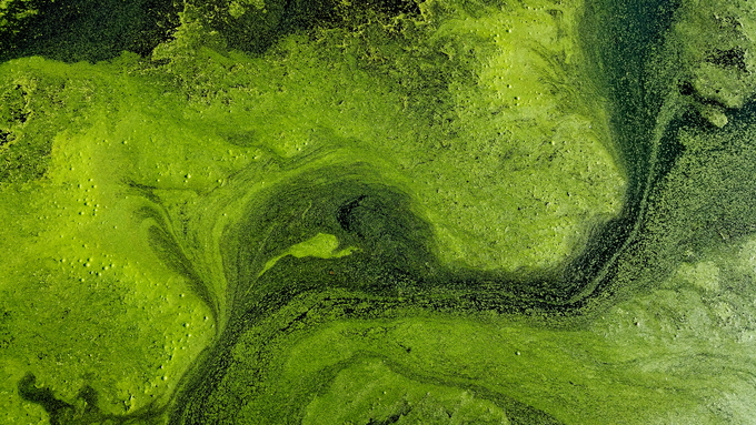 An overhead view of algae growing on a body of water. Shutterstock