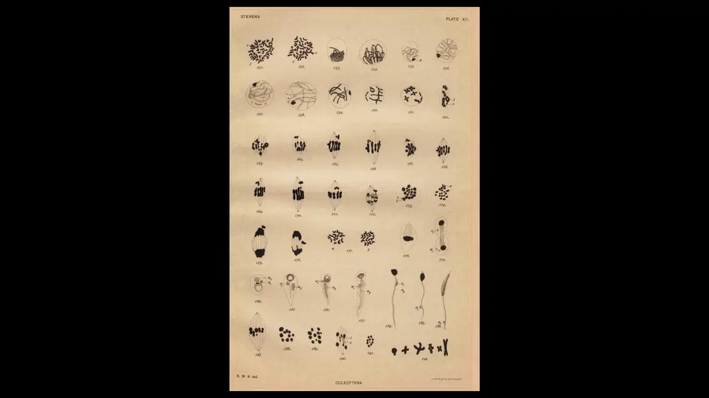 Plate XII, depicting chromosomes in Coleoptera (beetles), note "x" the "odd chromosome" on figure 174. From Stevens’ Studies in Spermatogeneiss, 1905-1906, published by Carnegie Science.