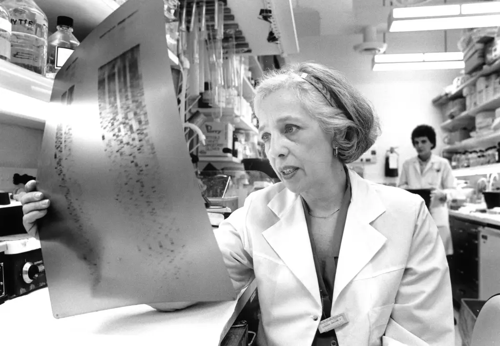 Maxine Singer examines data in the lab in 1989. Photograph by Bruce Reedy Photography. 