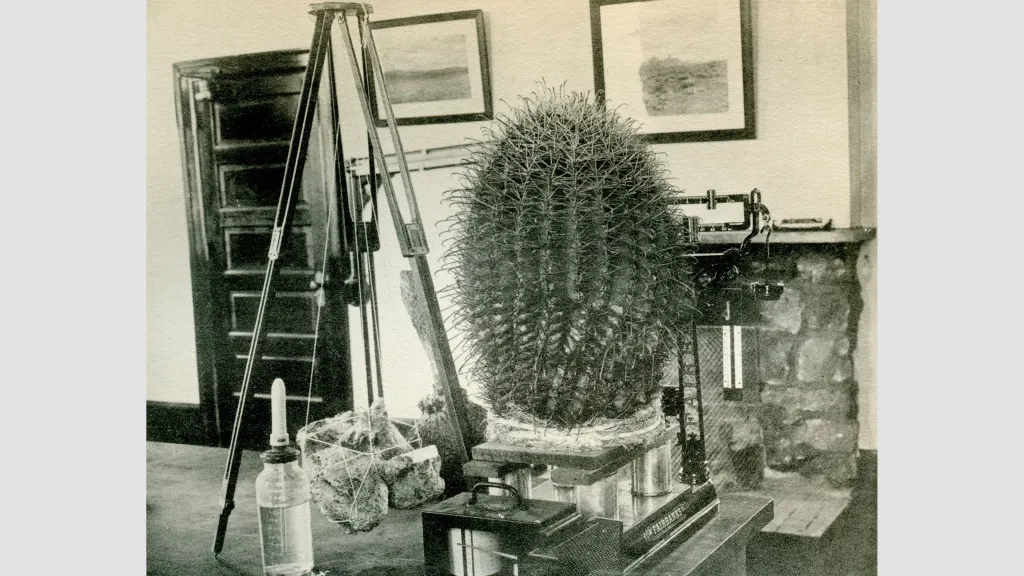 A barrel cactus experiment