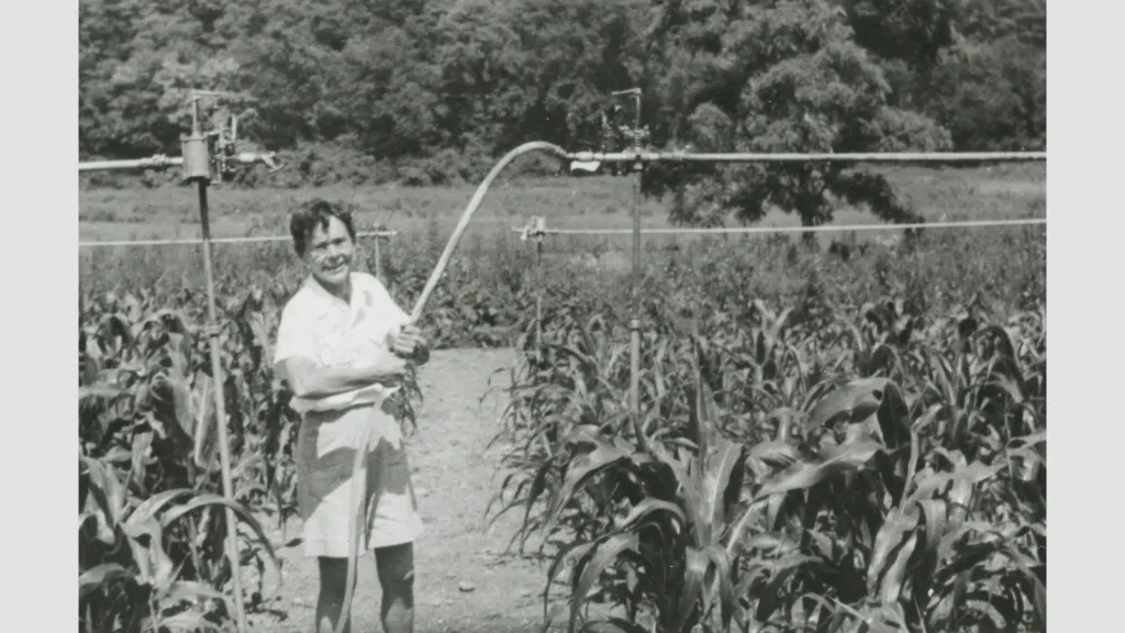 Barbara McClintock working in her experimental cornfield in 1953