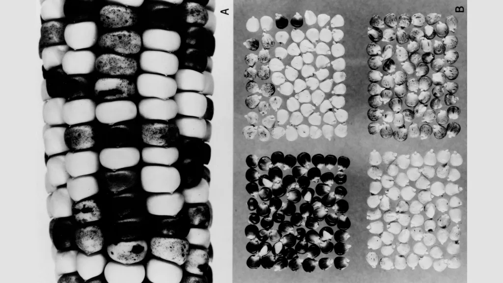 Maize kernel specimen