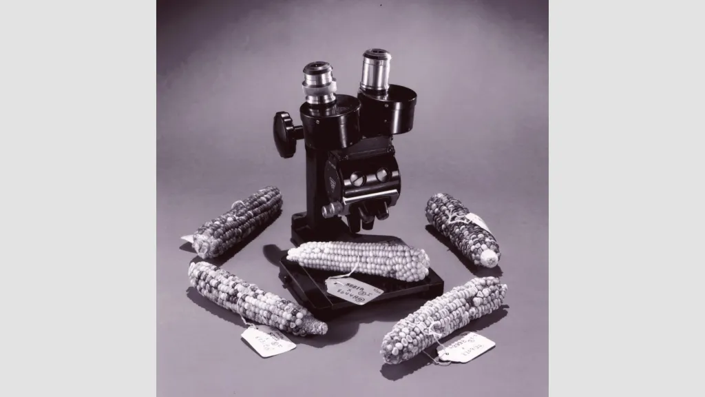 Barbara McClintock's labelled maize samples and microscope