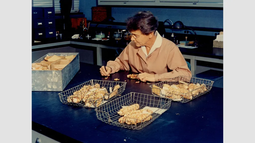Barbara McClintock working with maize in her laboratory in 1963