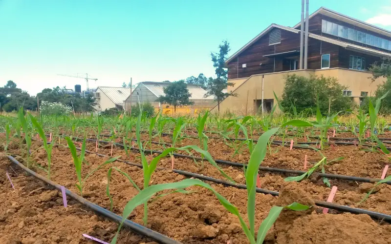 Plant Biology Building