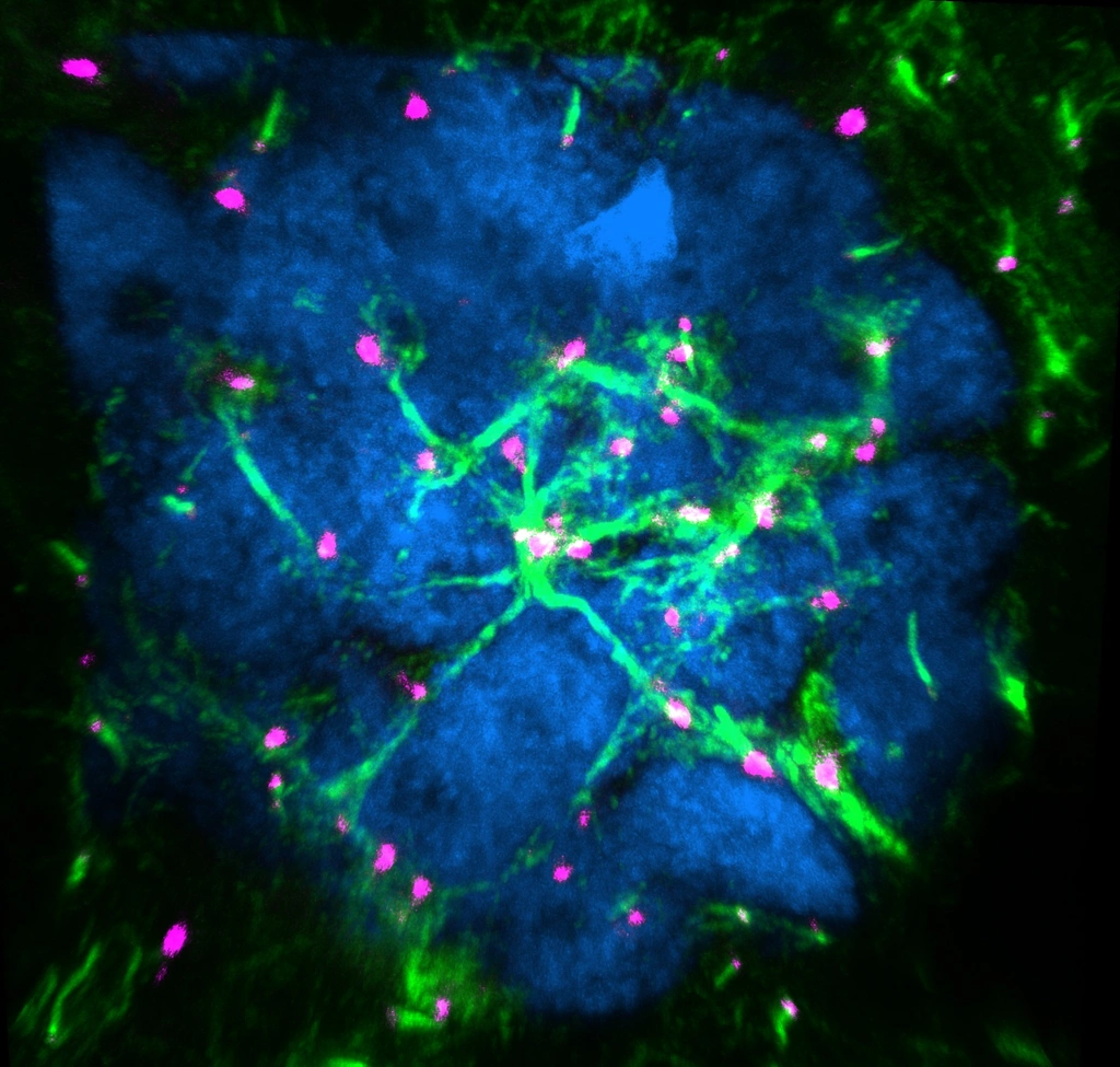 Sister cell interactions in a frog ovary cyst