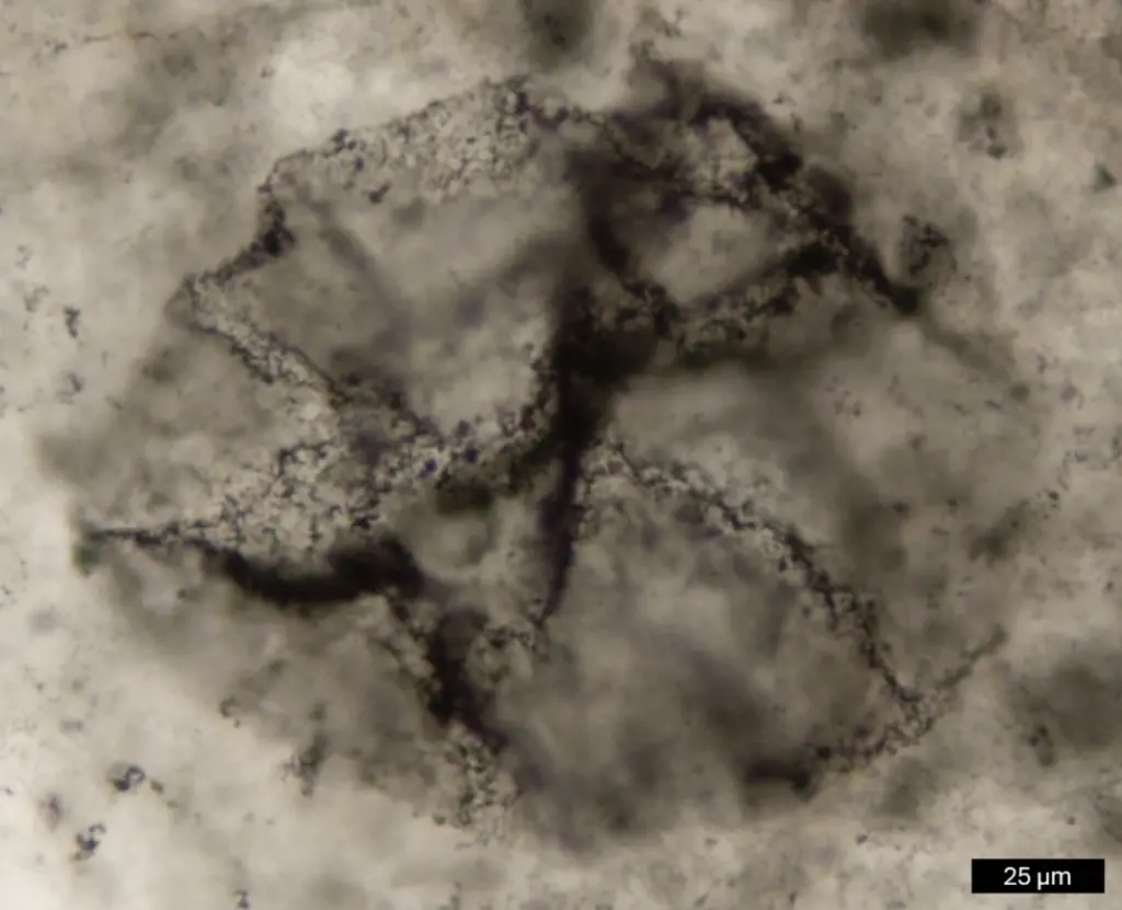Organic matter extracted from samples of 2.5-billion-year-old rock containing fossilized microorganisms like the one in this photomicrograph still contains biomolecular fragments that may have been produced via photosynthesis. Image credit: Andrew D. Czaja