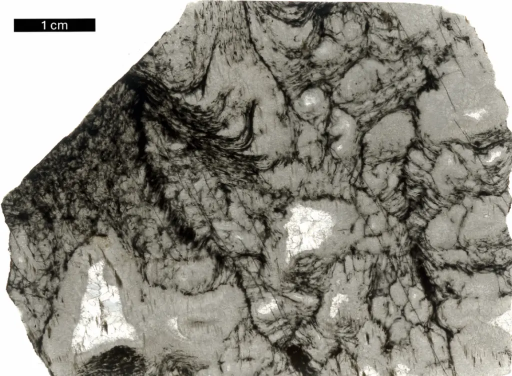 The black features within this thin slice of rock are 2.5-billion-year-old microbial structures. This study suggests that the organic matter preserved within this complex microbial community may have been produced by photosynthetic microorganisms. Image credit: Andrea Corpolongo