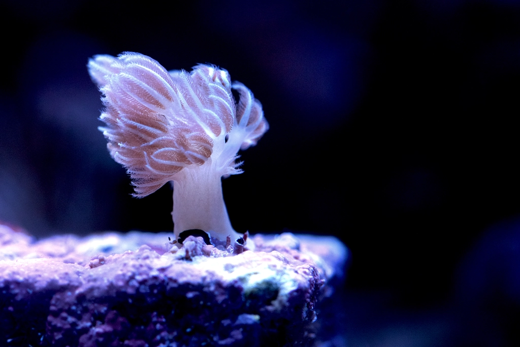 Xenia growing in Carnegie Science's coral reasearch facility