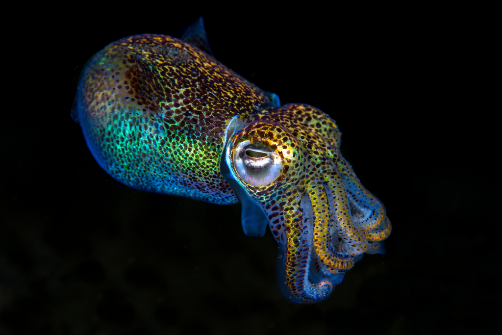 Berry's bobtail squid, Euprymna berryi, hunting in the night.