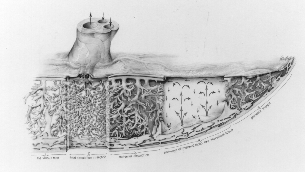 Ramsey’s placental circulation diagram