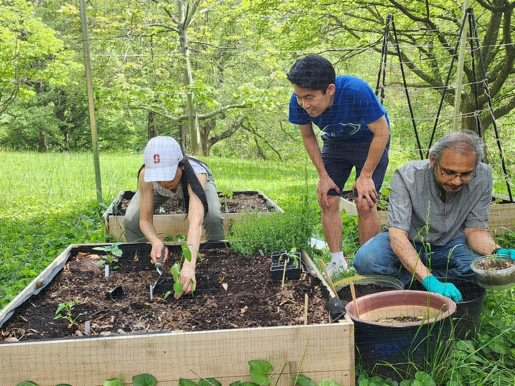 Mike Wong is part of the EPL gardening team, which grows vegetables on campus during the warmer months.